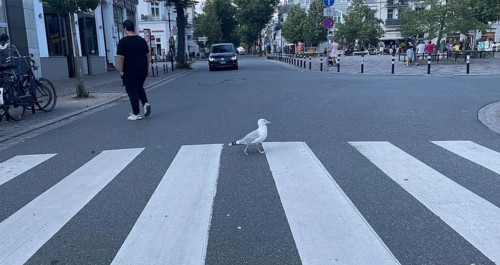 Herring gull (Larus argentatus), gull walking across the zebra crossing, funny, Warnemünde,
