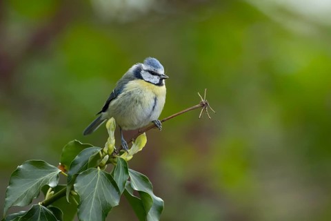 Blue tit (Cyanistes caeruleus) adult garden bird on an Ivy tree branch, England, United Kingdom