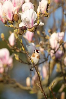 European goldfinch (Carduelis carduelis) adult garden bird on a Magnolia tree branch with blossom