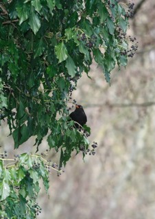 Blackbird (Turdus merula), male, eating ivy berries (Hedera helix), North Rhine-Westphalia, Germany
