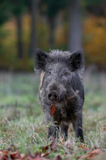 Wild boar (Sus scrofa) on a forest meadow, autumn, autumn colours, Germany