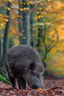 A wild boar (Sus scrofa) has sought out a quiet beech forest and is rummaging through the leaves