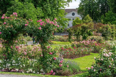 Rosengarten Kurort Bad Eilsen Germany