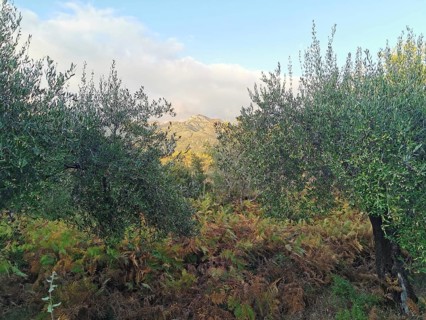 Scene with olive trees in green vegetation under a bright sky, Peaks of the Balkans, hiking in the