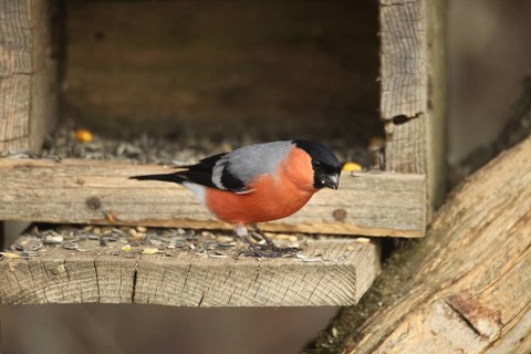 Bullfinch (Pyrrhula pyrrhula) or bullfinch, male at winter feeding in the forest, Allgäu, Bavaria,