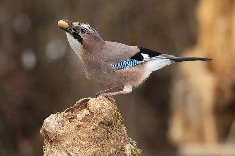 Eurasian jay (Garrulus glandarius) with acorn in beak at winter feeding in the forest, Allgäu,