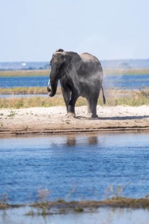 African elephant bull (Loxodonta africana) we, dusting his body. Behind is the Chobe River. Chobe