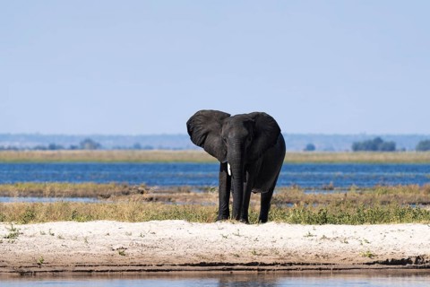 African elephant bull (Loxodonta africana) standing on a small island in the Chobe River. Chobe