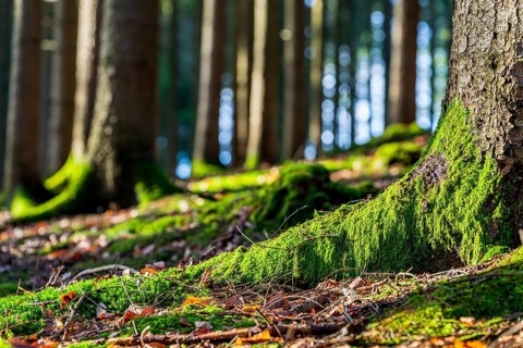 Moss-covered forest in winter mood in the Schurwald, Baden-Württemberg, Germany. Peaceful natural