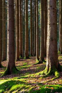Moss-covered forest in winter mood in the Schurwald, Baden-Württemberg, Germany. Peaceful natural