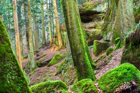 Winter atmosphere in the Hägeles- und Brunnenklinge nature reserve in the Swabian-Franconian