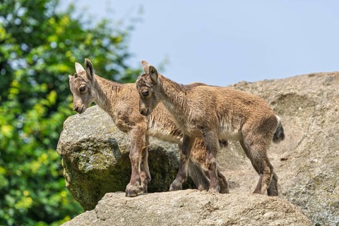 Two young ibex (Capra ibex) stand on a rock on a sunny . A blue sky can be seen in the background.