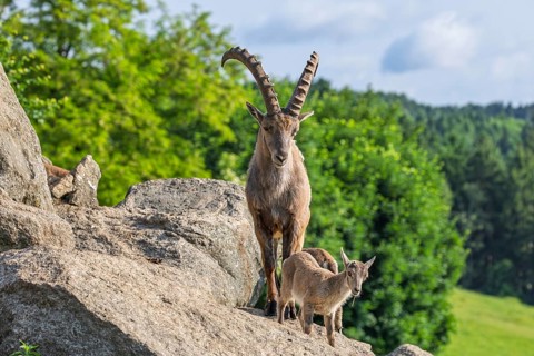 An adult male and two young ibex (Capra ibex) stand on a rock on a sunny day. A forest can be seen