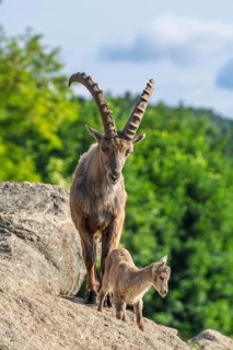 An adult male and a young ibex (Capra ibex) stand on a rock on a sunny day. A forest can be seen in