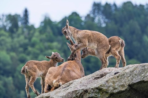 Three young ibexes (Capra ibex) climb and play on their mother, who is lying on a rock. A forest