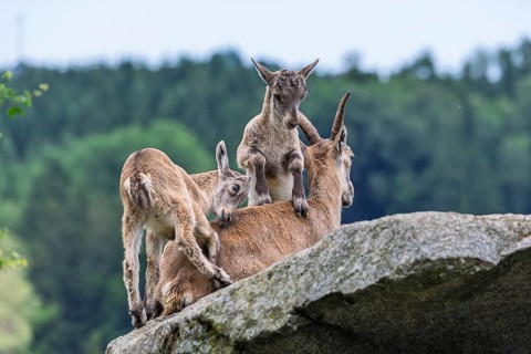 Two young ibexes (Capra ibex) climb and play on their mother, who is lying on a rock. A forest can