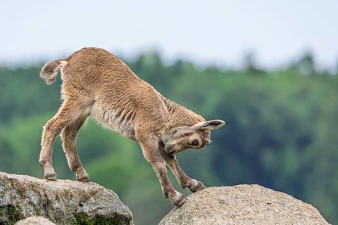 A young ibex (Capra ibex) stands on a rock and stretches out. A forest can be seen in the