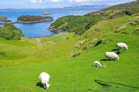 Sheep grazing in a green meadow with views of the sea and small islands, Lochinver, Highlands,
