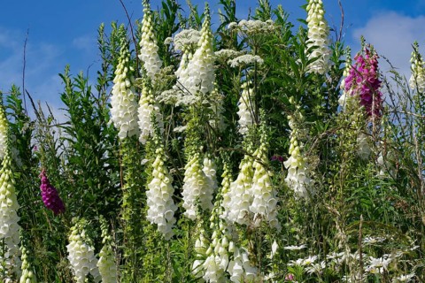 White flowers against green foliage and blue sky in a natural setting, Aberdeenshire, Scotland,