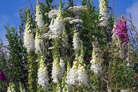 White flowers and plants against a clear blue sky, summer nature scene, Aberdeenshire, Scotland,