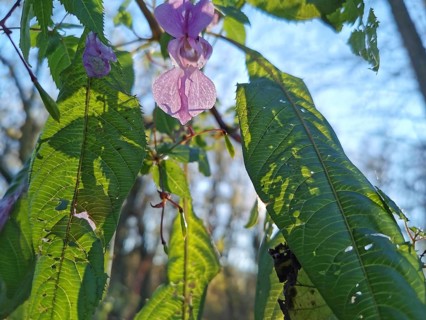 Green leaves and pink flowers of Himalayan balsam (impatiens glandulifera) in the sunlight in the
