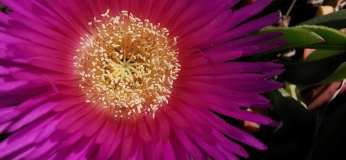 Close-up view of a bright purple-red noon flower (carpobrotus acinaciformis) with visible details
