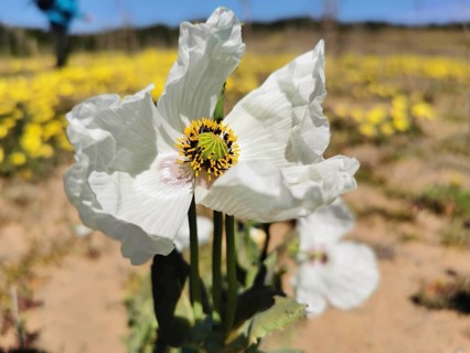 Close-up of a white poppy (papaver rhoeas) flower surrounded by yellow blossoms under a clear sky,