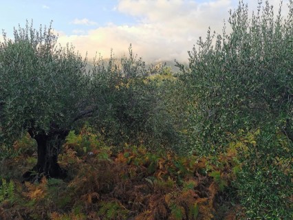 An olive tree (olivae) stands among ferns (fern) under a cloudy sky, Albanian Alps National Park