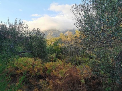 Lush greenery with ferns (distant) and trees against a sky with a mountain backdrop, Albanian Alps