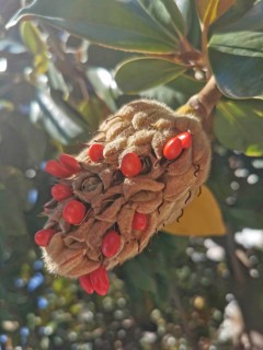 Close-up of a seed capsule of a Southern magnolia (magnolia grandiflora) with bright red seeds and
