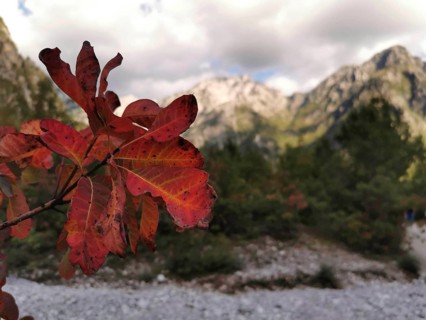 Red autumn leaf of a wig bush (cotinus coggygria) in the foreground in front of a mountainous
