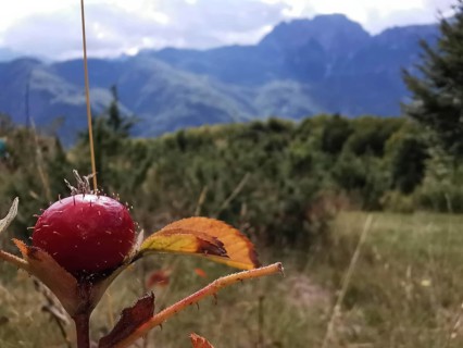 Close-up of a lychee tomato (solanum sisymbriifolium) in front of a mountainous landscape and blue
