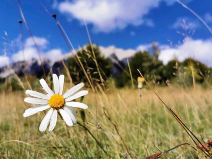 Close-up of a single margarite (Leucanthemum) on a green meadow in front of a blue sky with clouds,