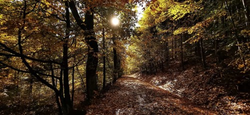 Autumn forest trail with leaves on the ground and sunshine through the trees, Fichtelgebirge nature