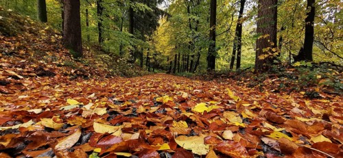 A forest trail covered with colorful autumn leaves surrounded by tall green trees, Fichtelgebirge