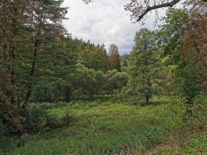 Wide green forest landscape with cloud-covered sky in soft colors, Thuringian Forest nature park