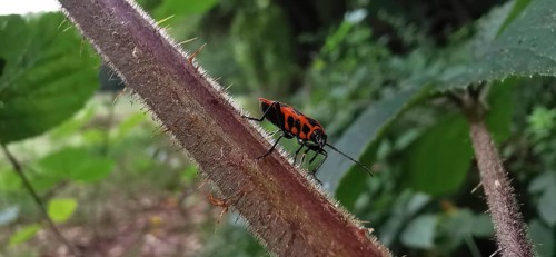 A close-up of a fire bug (pyrrhocoridae) on a thorny plant stalk, Thuringian Forest nature park