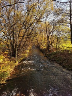 River flows through an autumn forest with yellow trees, Frankenwald nature park Park