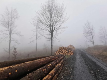 A foggy forest path with stacked tree trunks of spruce (picea) and bare trees, Thuringian Forest