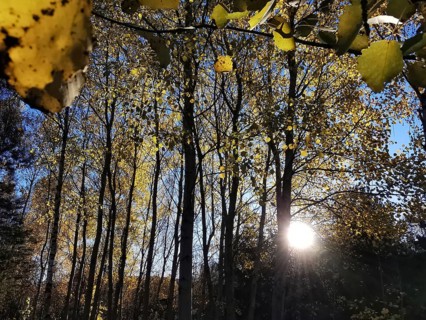 Sunlight penetrates an autumnal forest with golden leaves, Frankenwald nature park Park