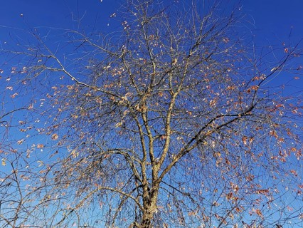 Tree with mostly bare branches and few remaining leaves under an autumnal blue sky, Frankenwald