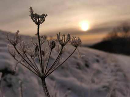 Frozen plant in a snowy field at sunset, Frankenwald nature park Park