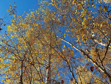 Autumn trees with thick yellow leaves that rise into the sky, Frankenwald nature park Park