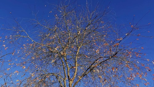 Bare branches of a tree with a few remaining leaves against an autumnal blue sky, Frankenwald