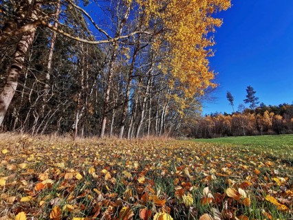 Forest landscape with falling leaves in a meadow under a clear sky, Frankenwald nature park Park