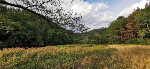 An idyllic forest landscape with a colorful meadow and overcast sky, Thuringian Forest nature park