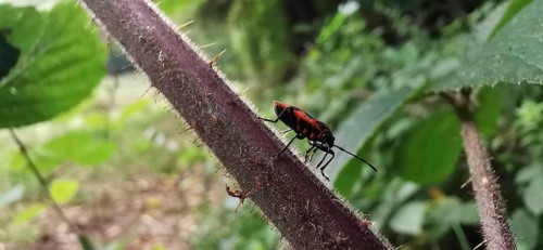 A single fire bug (pyrrhocoridae) crawls up a thorny, hairy plant stalk, Thuringian Forest nature