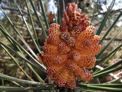 Close-up of a small pine cone, pine cone of a maritime pine (pinus pinaster) with needle-like