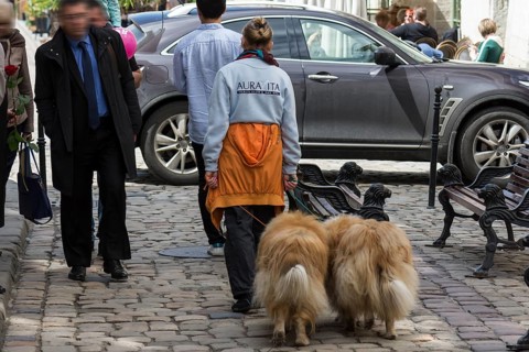 Woman with two collies on a leash in the city, Lviv, Ukraine