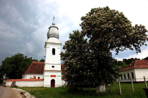 The Reformed Church in Lisznyo, Lisnau, with a blossoming chestnut tree in front, a historic